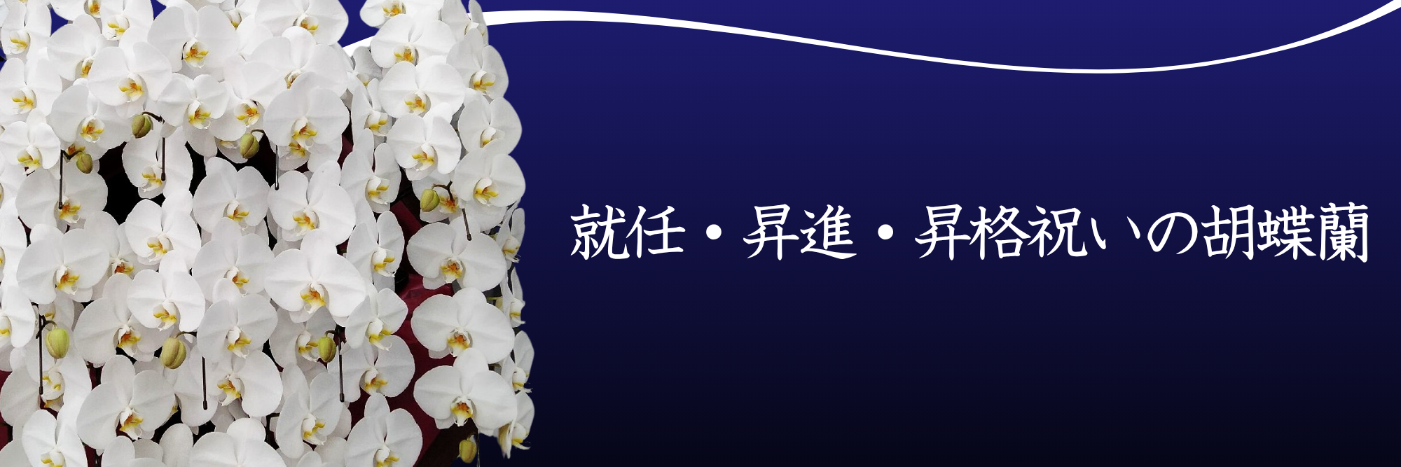 就任・昇進・昇格祝いの胡蝶蘭